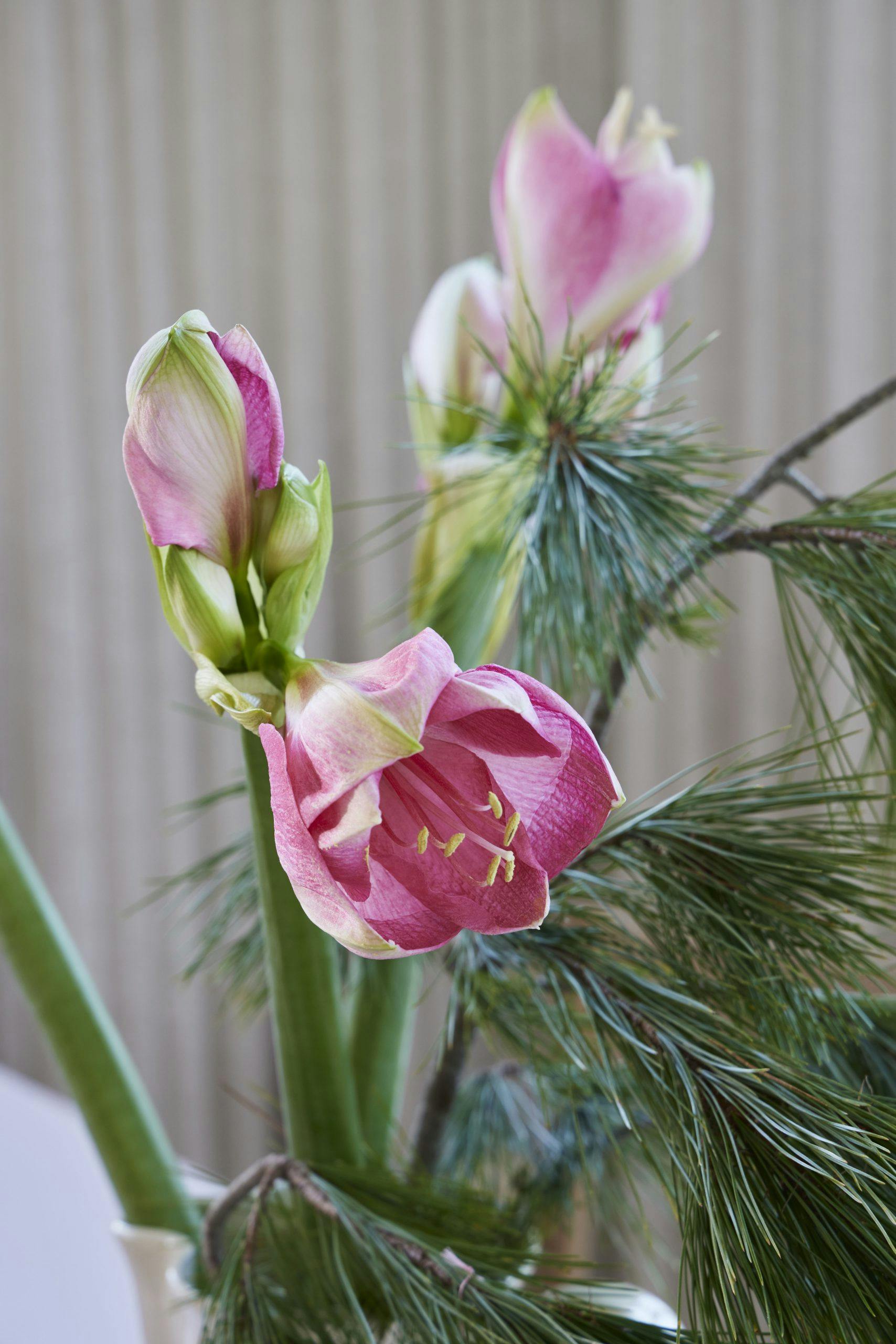 SigneHMKøkken241107 Juleblomster